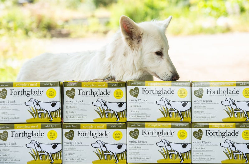 Germanshephardwhitedog Medium cd3570a5 62fa 411d 945d 79a9f9eb7cbe