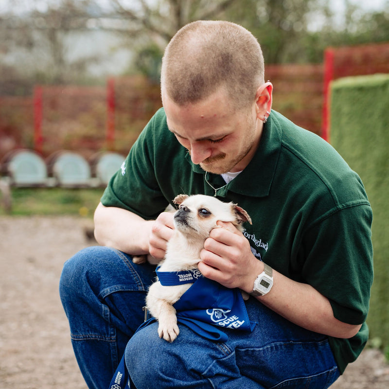The Rescue Hotel Imagery Shopify Product