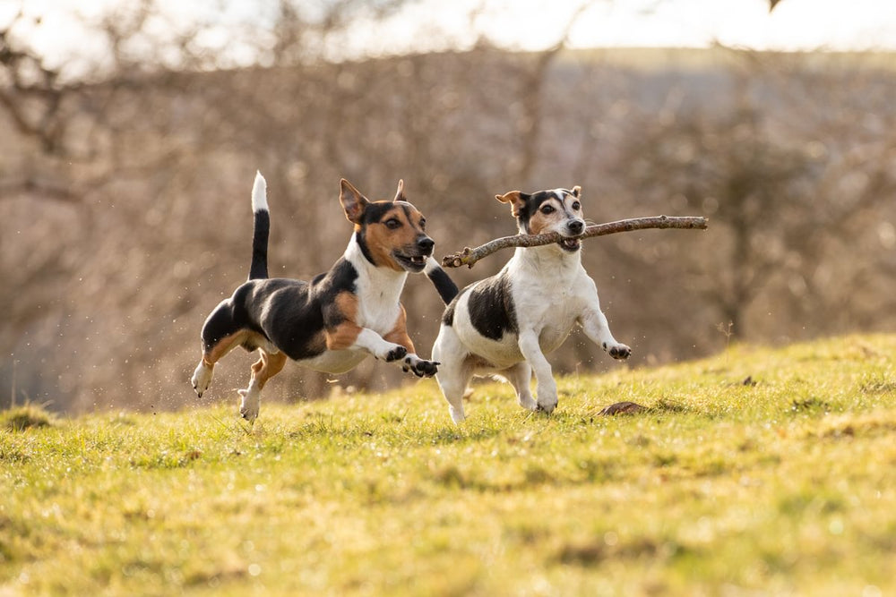 charlesthejrt Medium 03ab76ea 811a 4613 8f68 d42ce0fe897b