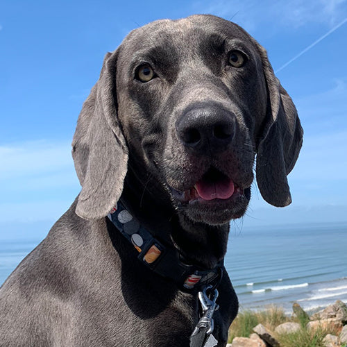 Adult Ambassadog 3