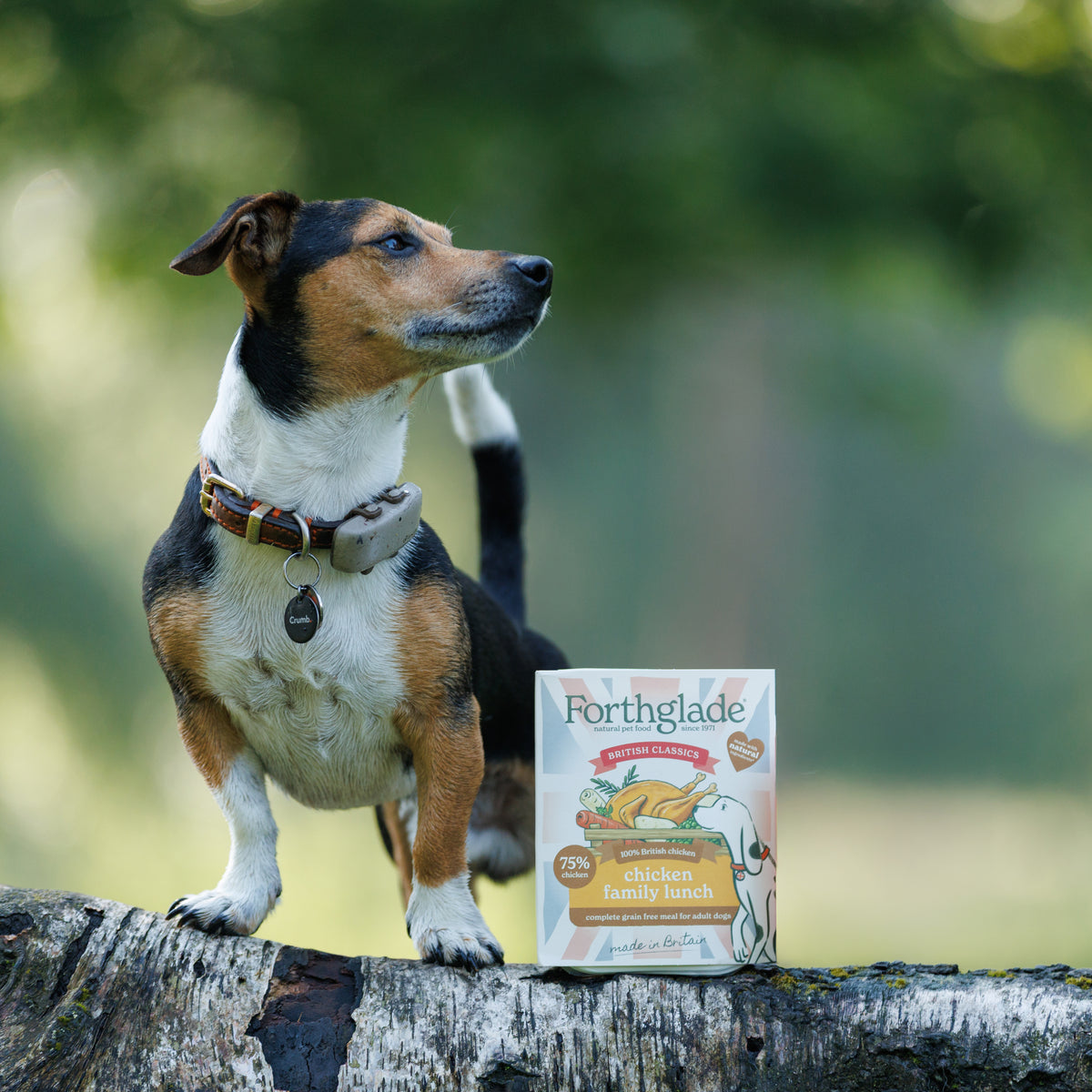 British Classics Chicken Family Lunch Wet Dog Food (Single Tray)