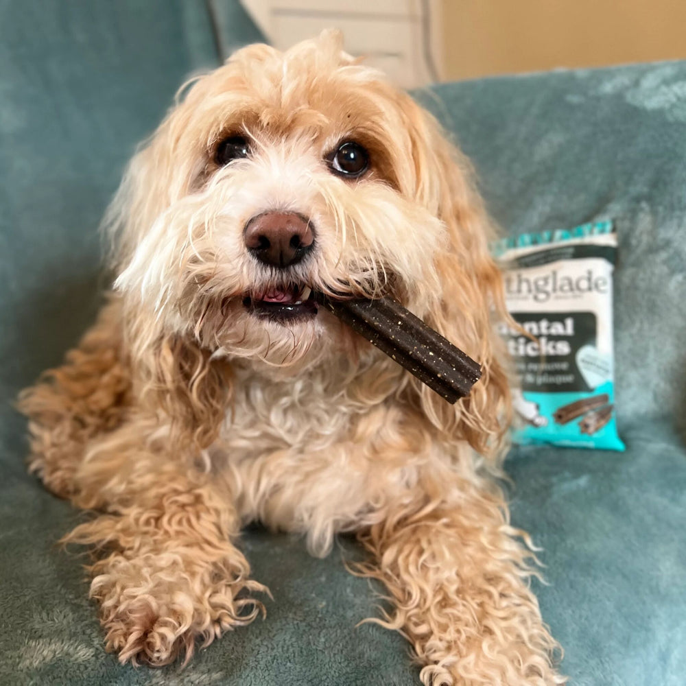 cookiethecockerpoo   Shopify Product