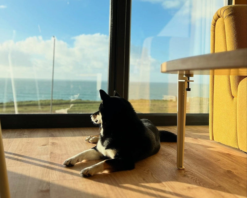 househomo   dog ocean view studio